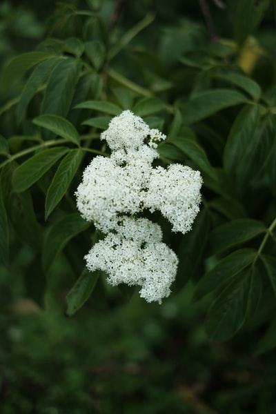 白色的花和绿叶
